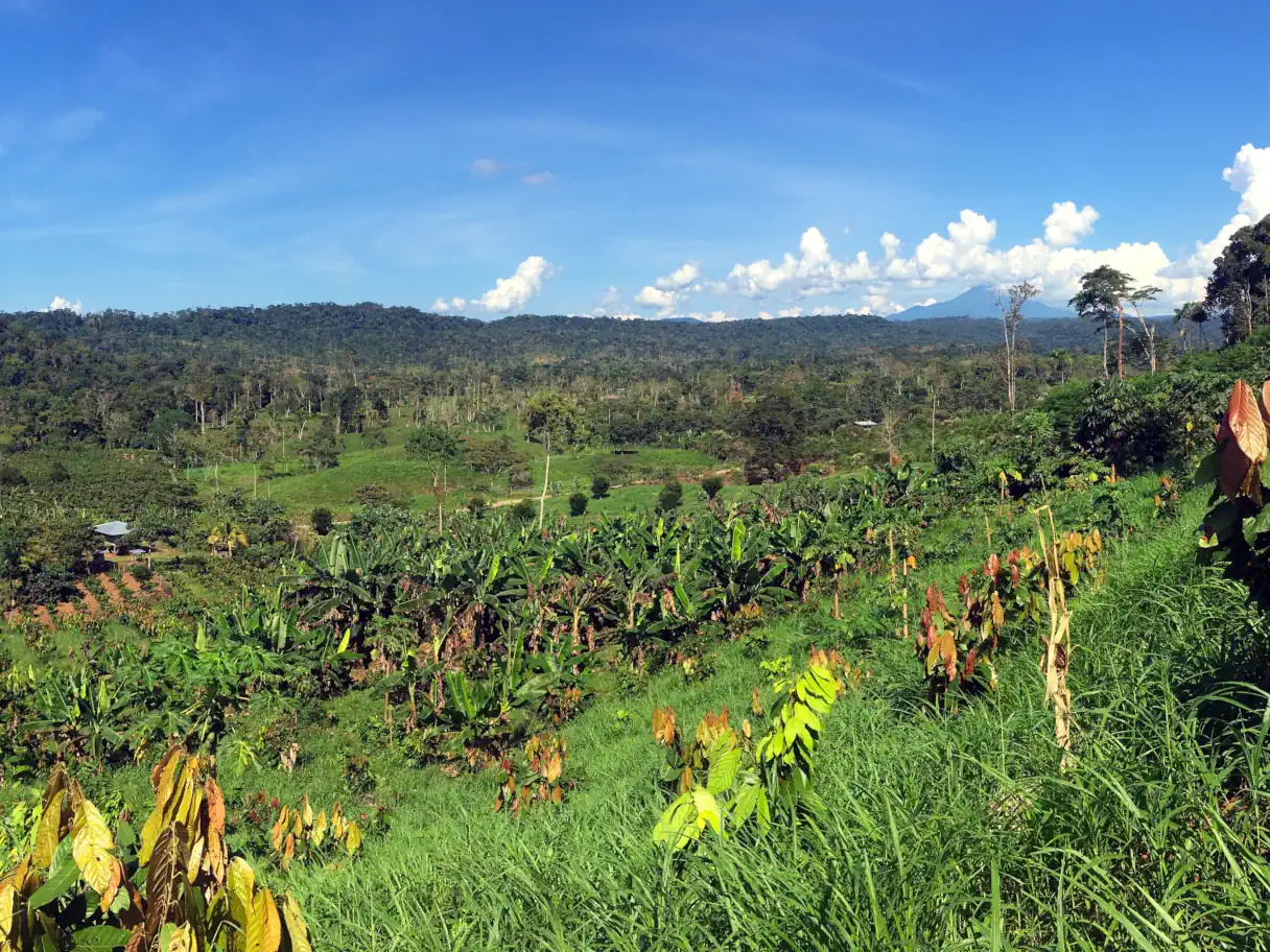 A photo overlooking the main valley of Badass Fruiterrarist Land, with a grassy cacao plantation in the foreground, a small banana plantation downslope, and other farms and pasture lands farther out, stretching until the forested hills on the other side and overlooked by a mountain ringed in clouds far in the distance in an otherwise clear blue sky