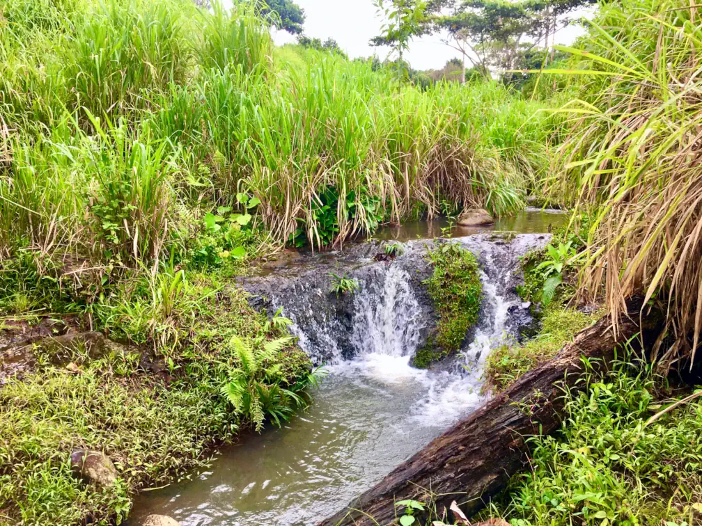 A miniature waterfall in a small stream flows through cow pasture in need of reforestation in Badass Fruiterrarist Land