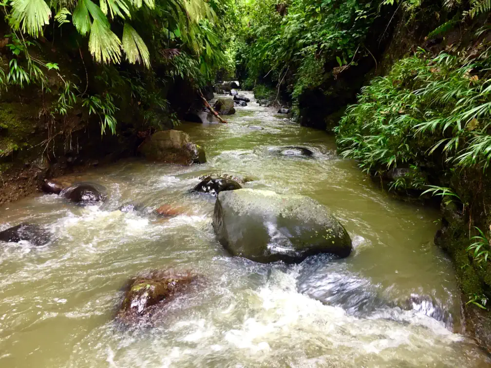 A river rushes over the rocks through a narrow gorge lined on both sides by lush Amazon rainforest vegetation in Badass Fruiterrarist Land