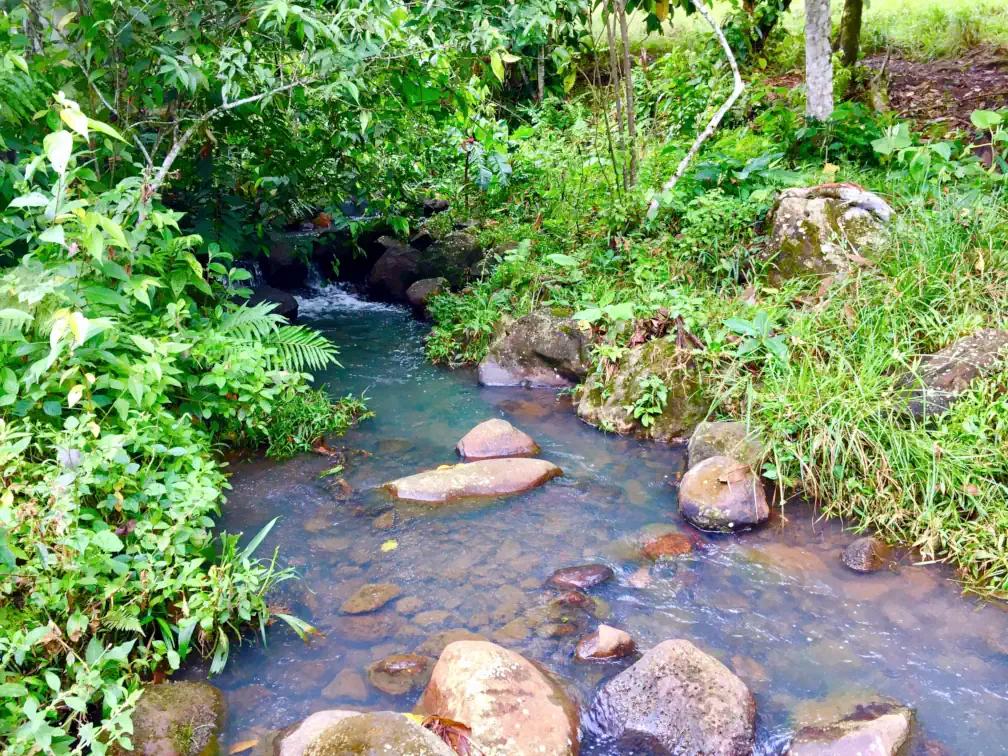 A shallow river or stream emerges from the shade of the forest and flows peacefully over the rocks, lined by secondary forest vegetation on one side and by low-growing vegetation on the other for a calm and meditative ambiance in this part of Badass Fruiterrarist Land