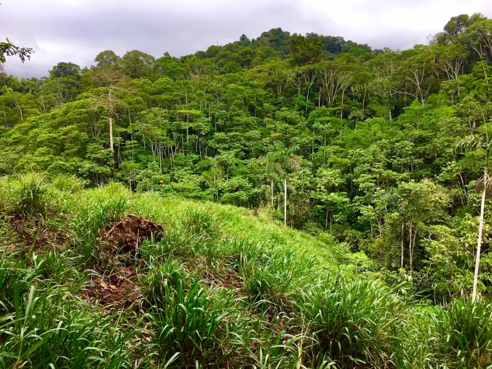 An eye-catching scene looking across a valley in the Amazon. The slope in the foreground is cattle pasture, but the slope rising on the other side appears to be pristine rainforest with many different trees, palms, and other plants occupying different levels of the canopy.