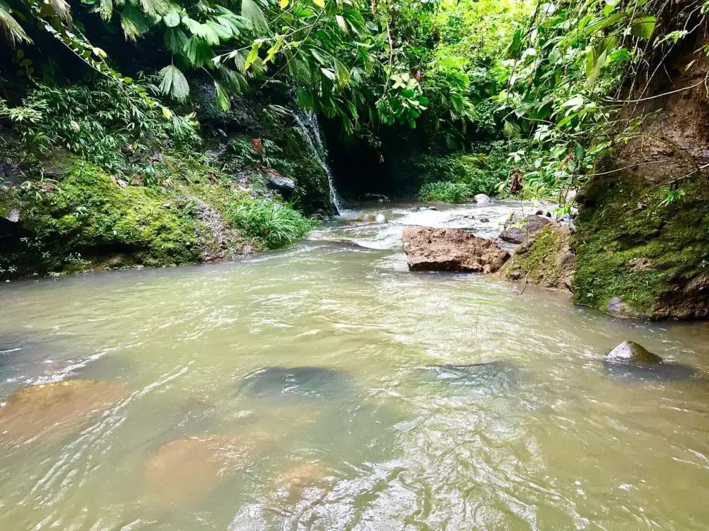 A small river flows through a narrow passage in the forest with lush vegetation hanging from both sides, the light reflecting off of the water, and a small waterfall visible in the background.