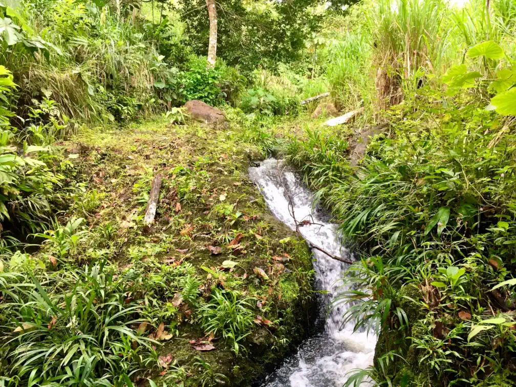 A narrow stream of water flows rapidly alongside a trail in a more diverse patch of vegetation surrounded by cow pasture.